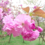 chiết xuất hoa anh đào