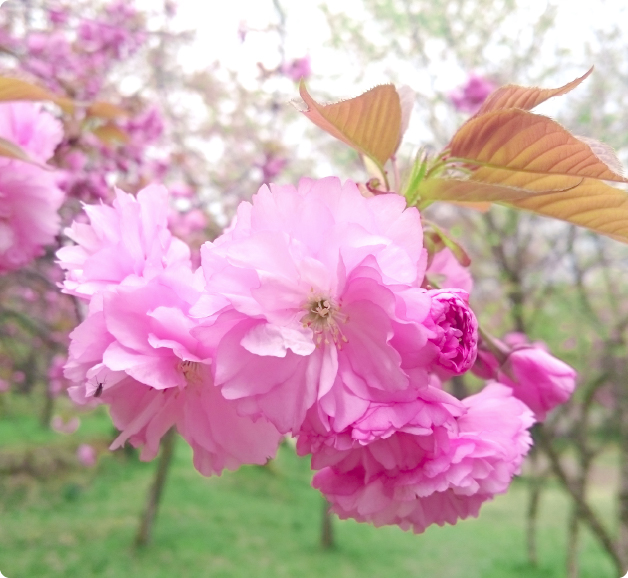 chiết xuất hoa anh đào