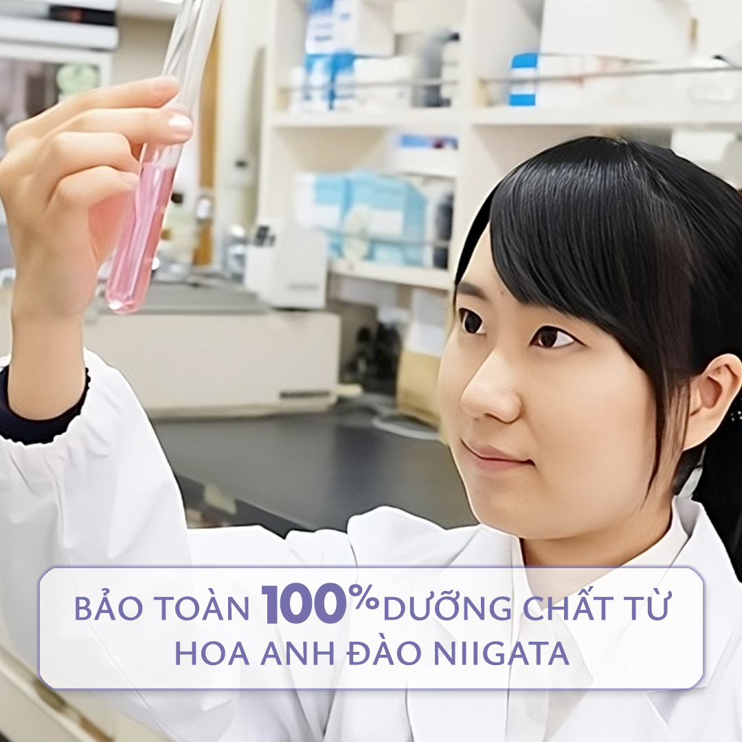 chiết xuất hoa anh đào