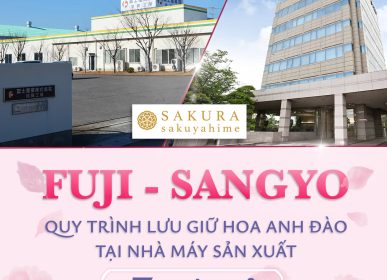 Chiết xuất hoa anh đào