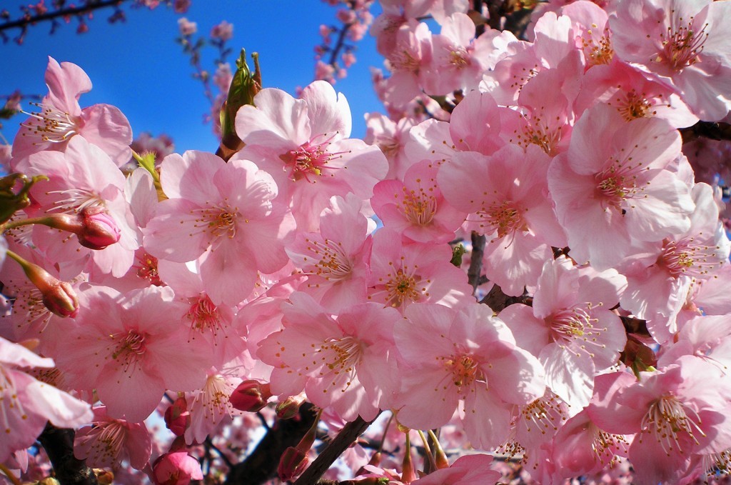 HOA ANH ĐÀO SAKURA - TỪ BIỂU TƯỢNG VĂN HOÁ NHẬT ĐẾN DƯỠNG CHẤT VÀNG TRONG NGÀNH LÀM ĐẸP